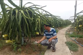 Long An working hard to cope with saline intrusion