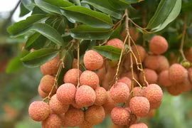 Bright prospects for fresh Vietnamese lychees in Australia
