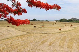 Vietnam’s biosphere reserves earn UNESCO recognition
