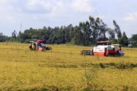 Thousands of hectares of rice affected by salinity, diseases in Kien Giang