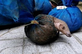 Over 1,130 wild animals rescued in 2020: ENV