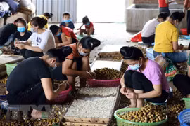 Policy dialogue promotes ASEAN women's role in agriculture​