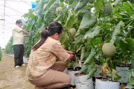 Tien Giang aims to create jobs for 16,000 labourers in 2021