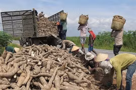 Vietnam gains cassava export growth in 2020