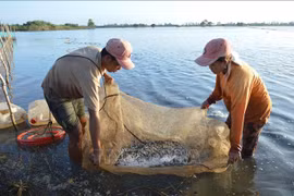 Results of flood-based livelihood project in Mekong Delta reviewed