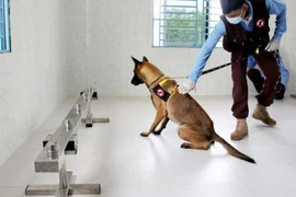 Cambodia succeeds in training dogs to detect COVID-19 patients