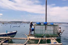 Vietnam striving to promote sustainable marine aquaculture development