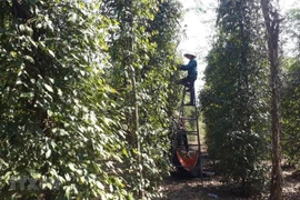 Public, private sectors partner to boost sustainable peppercorn industry