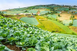 Thailand: urban farm model improves livelihoods of poor people amid COVID-19