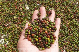 Cambodia’s pepper exports soar over 500 percent in first eight months