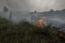 Indonesia sees sharp decline in deforestation last year