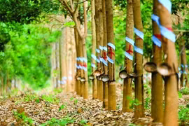  Vietnam, Laos see opportunities for agro-forestry cooperation: Minister