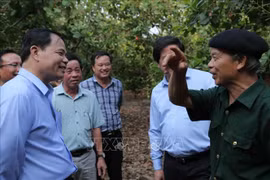Binh Phuoc urged to develop cashews as main crops