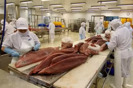 Vietnam’s tuna export has bright prospect 