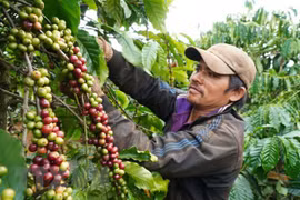 Vietnam, Australia cooperate in organic food trade