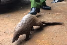 Wildlife trafficker arrested in Lam Dong province