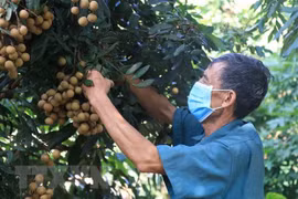 Vietnamese agricultural products favoured in choosy EU market