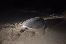 Ha Tinh: Endangered turtle returned to ocean