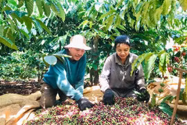 Vietnam looks to bolster agricultural, seafood exports to Algeria, Senegal