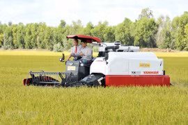 Vietnamese rice accounts for 84 percent of Philippines’ rice imports