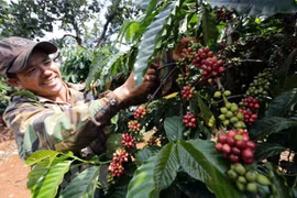 Official urges optimisation of FTA to boost Vietnam-Russia agricultural trade