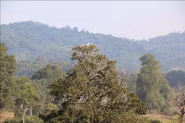 Localities urged to announce forest status in 2020