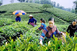 Coordination enhanced to improve livelihoods for ethnic minorities 