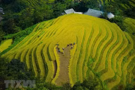 Virtual tourism offers new way for Ha Giang