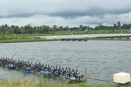 Shrimp farming holds numerous chances for recovery
