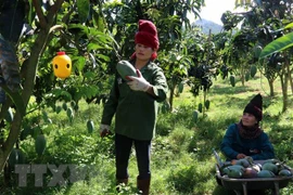 Son La mangoes exported to Australia