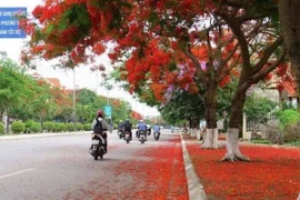 Hai Phong's Flamboyant Festival to draw tourists