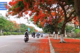 Hai Phong's Flamboyant Festival to draw tourists