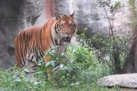 Measures sought to control tiger trading, conservation in Vietnam