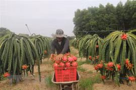 First dragon fruit lot exported to China in new Lunar Year