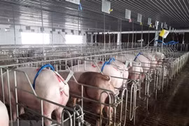 Developing disease-free zones helpful in exporting animal products