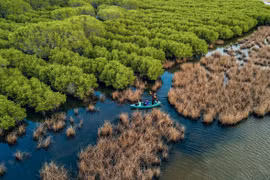 Ben Tre develops forests in climate change response