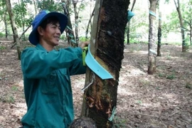 Vietnamese rubber producers benefit from higher prices in Q2