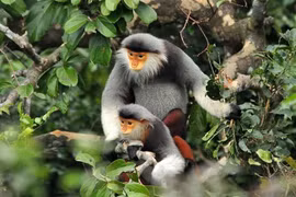 Red-shanked douc released to the wild