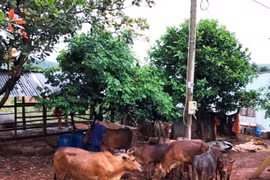 Binh Phuoc focuses on helping 1,000 ethnic minority households escape from poverty
