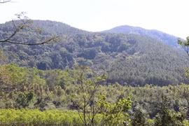 Central Highlands takes measures to prevent forest fires in dry season