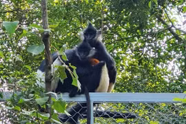 First Delacour’s langur baby born at Ninh Binh's Trang An Complex