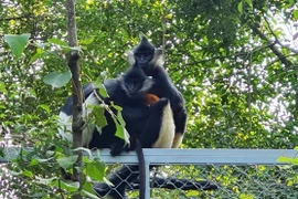 First Delacour’s langur baby born at Ninh Binh's Trang An Complex