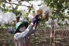 Over 1,600 more businesses enter agricultural sector in 2021