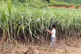 Vietnam remains Laos’s largest sugar importer