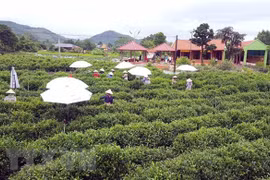 Thai Nguyen hi-tech agricultural zone set up