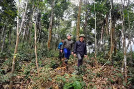 Sustainable livelihoods needed for forest conservation