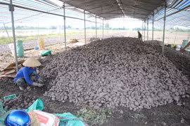 Mekong district produces high-quality sweet potatoes for export