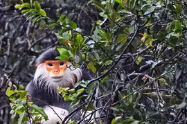 Thua Thien-Hue: endangered primate released into Bach Ma National Park