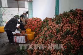 Vietnamese lychees reach EU consumers through e-commerce platform