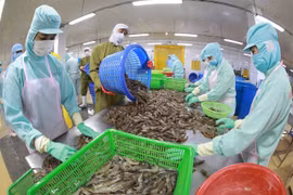 Shrimp exporters accelerate production